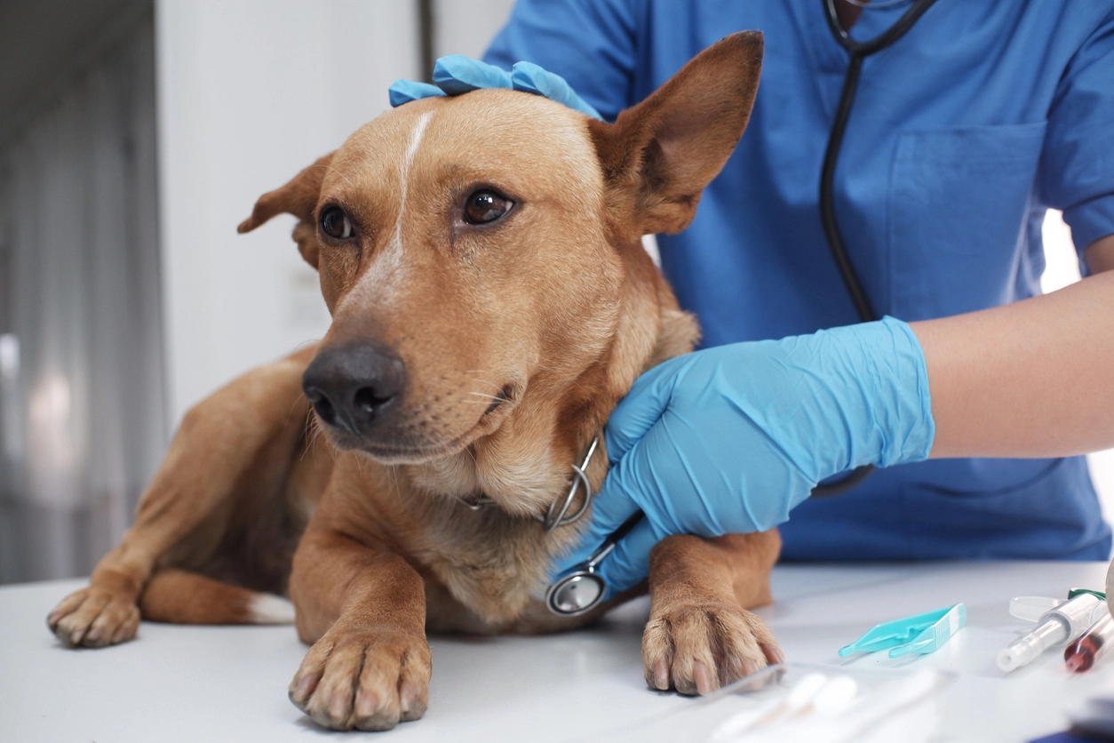 Chien allongé sur une table d'examen vétérinaire ausculté avec un stéthoscope
