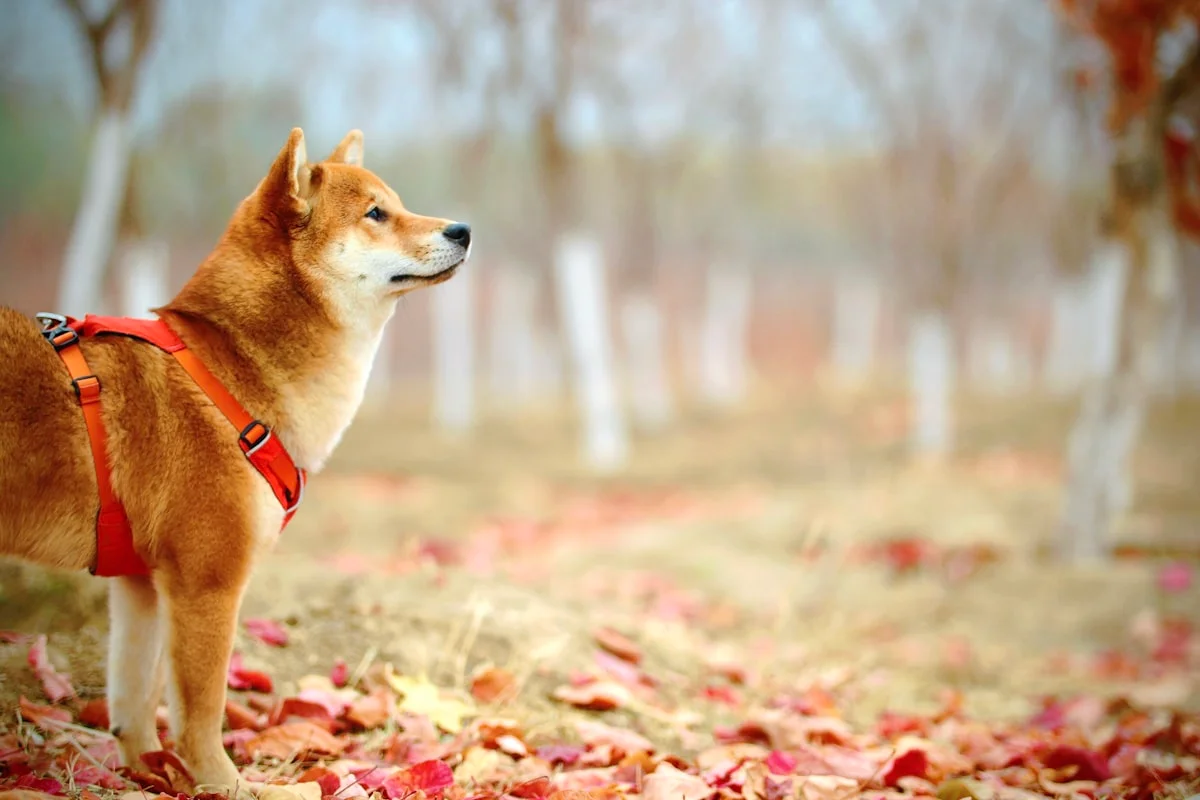Akita Inu