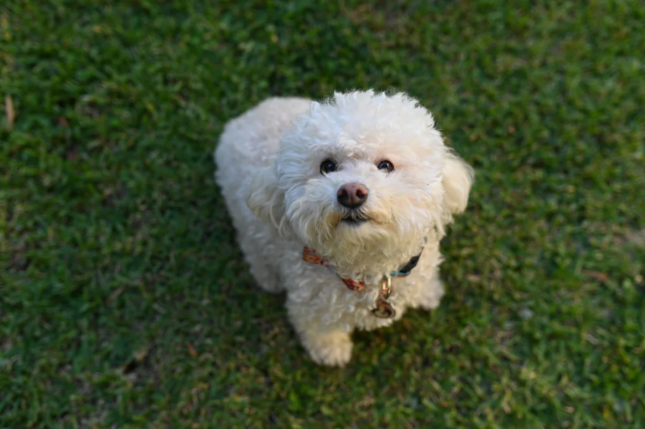 Bichon Frisé