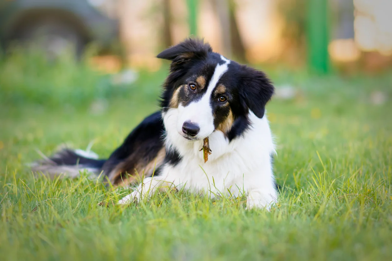 Border Collie