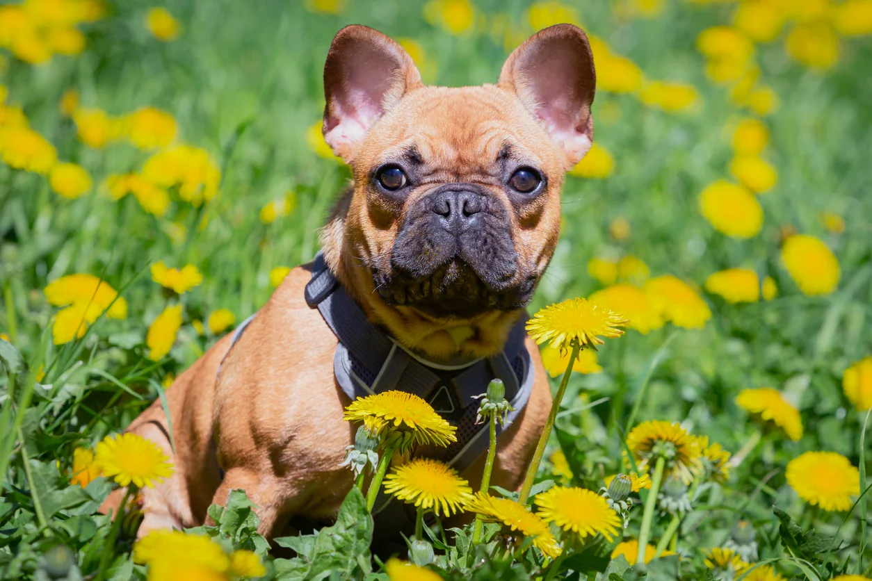 Bouledogue Français