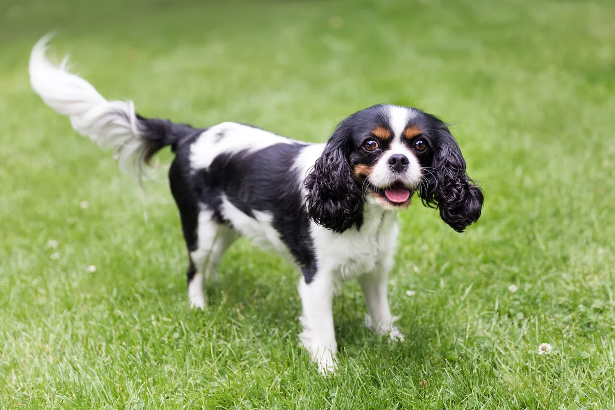 Cavalier King Charles