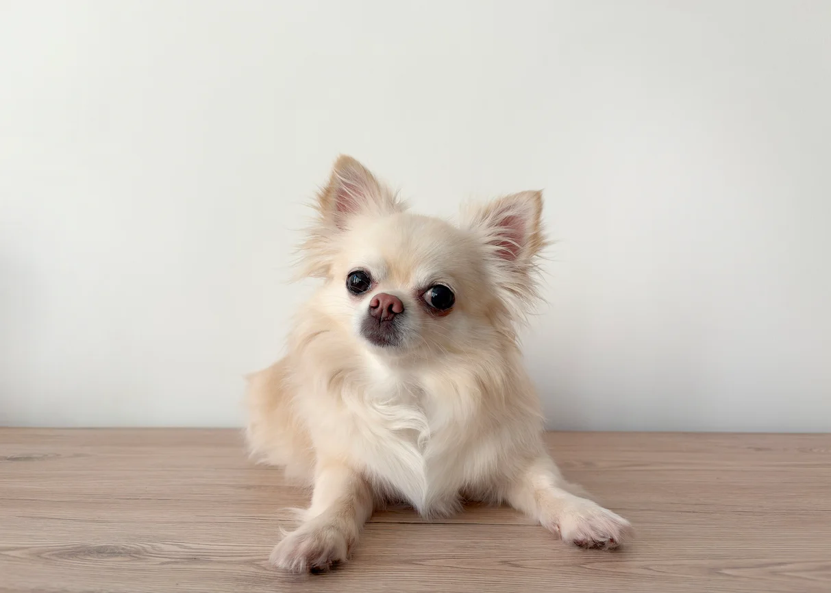 Chihuahua