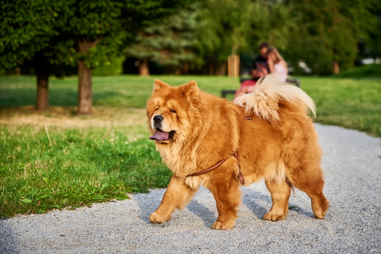 Chow-Chow
