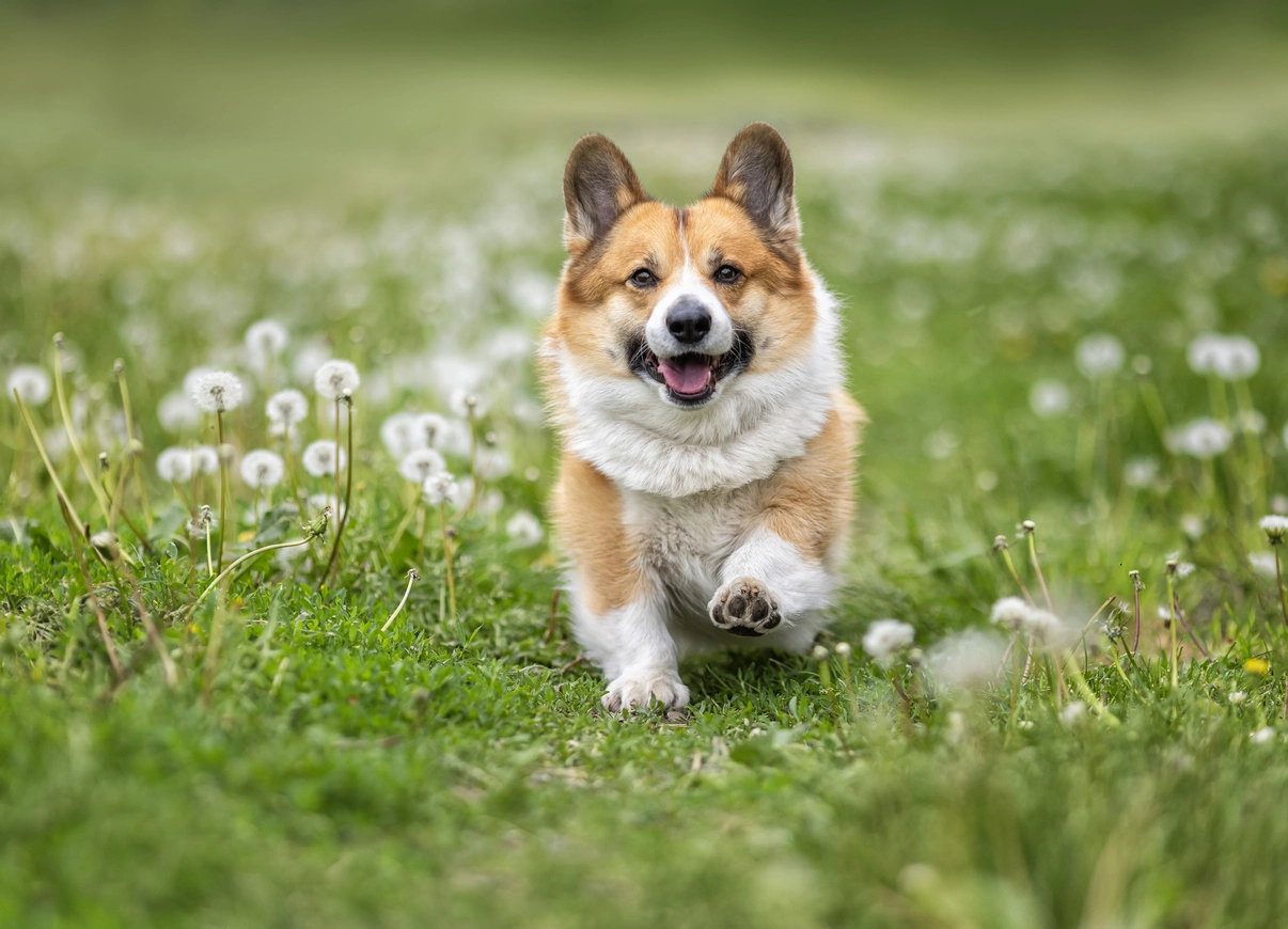 Corgi