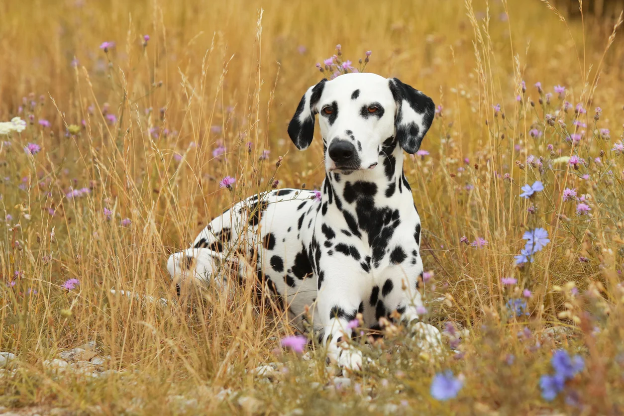 Dalmatien