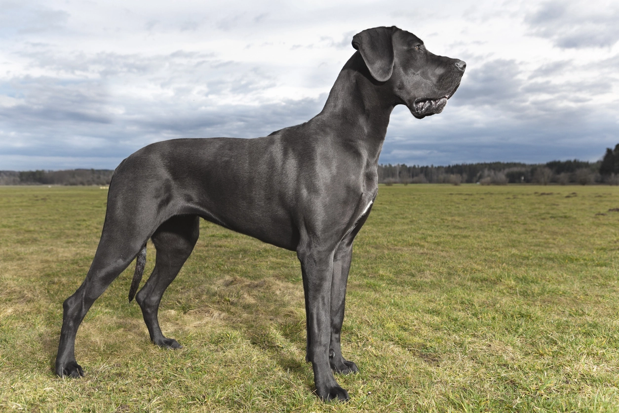Dogue Allemand