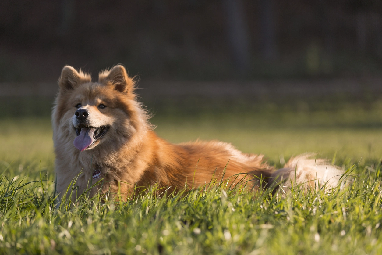 Eurasier