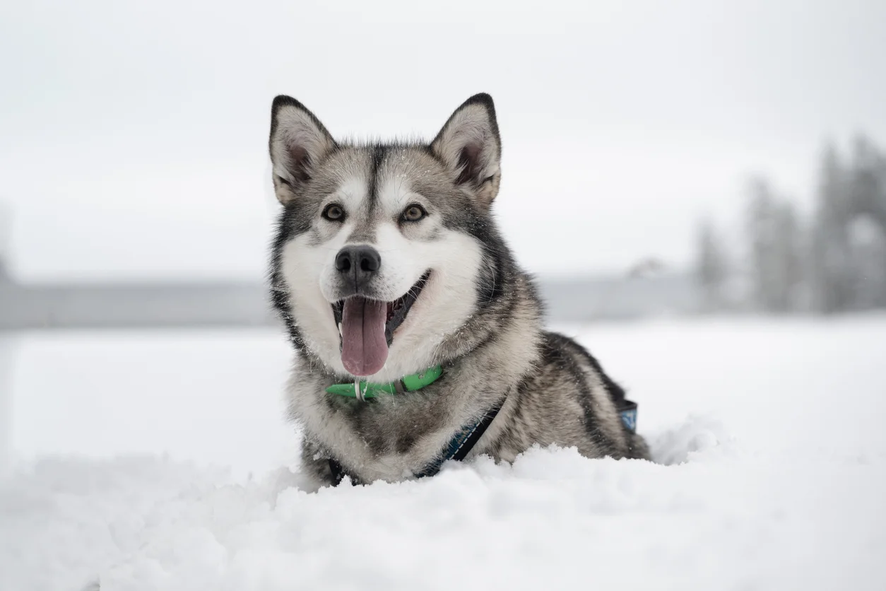 Husky Sibérien