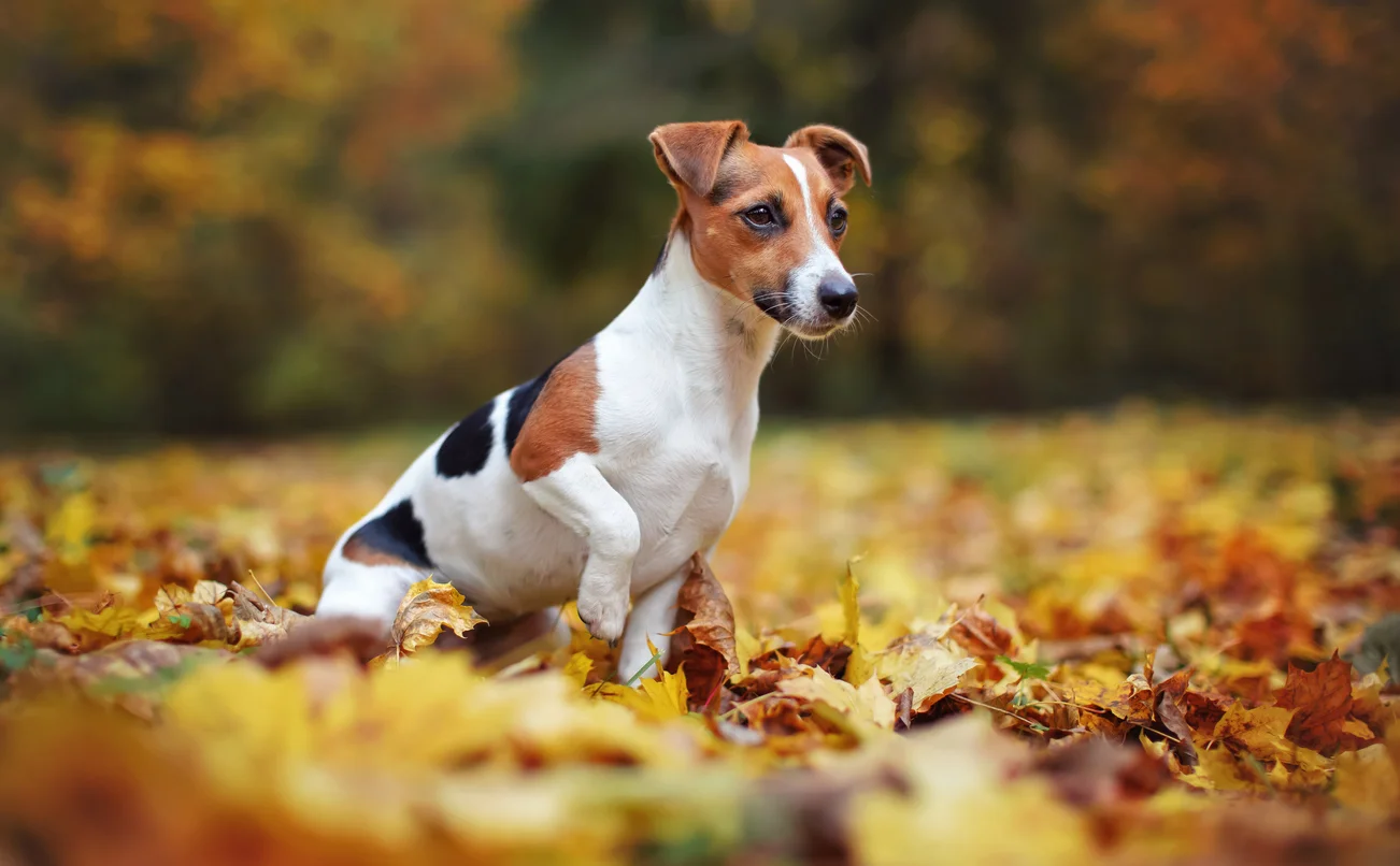 Jack Russell