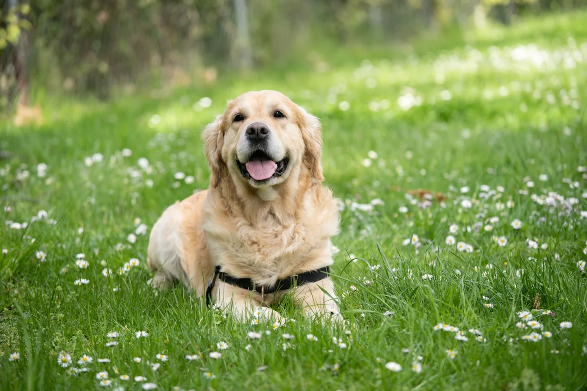 Labrador au vétérinaire — race emblématique du comparatif assurance chien