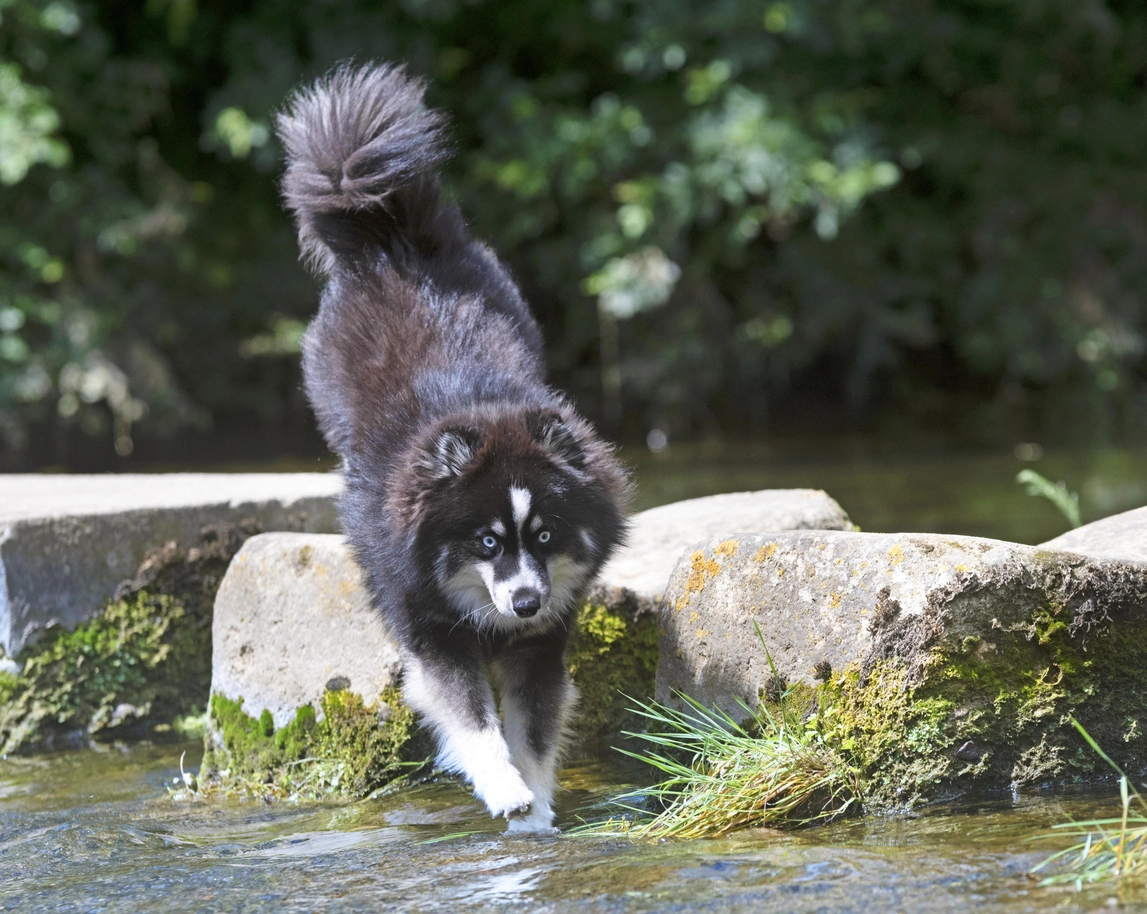 Pomsky