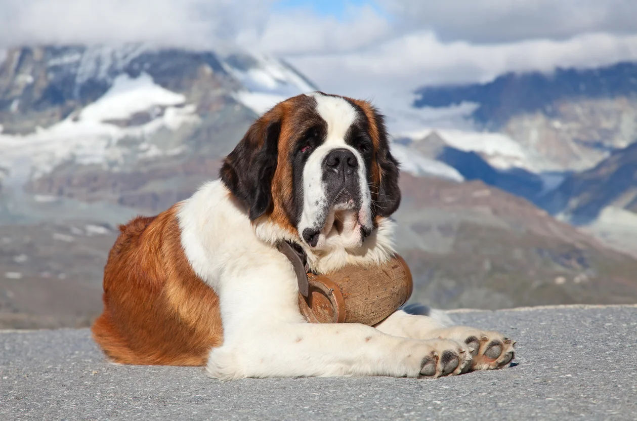 Saint-Bernard