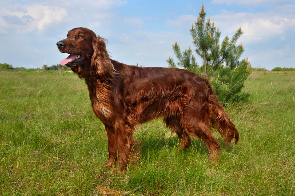 Setter Irlandais