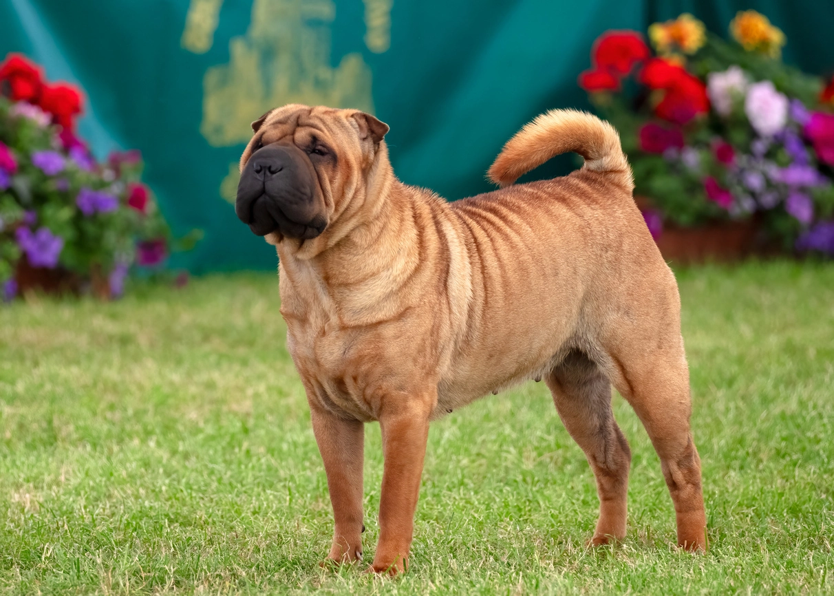 Shar-Peï