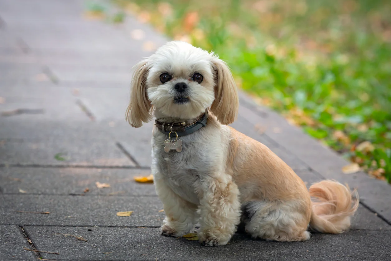 Shih Tzu