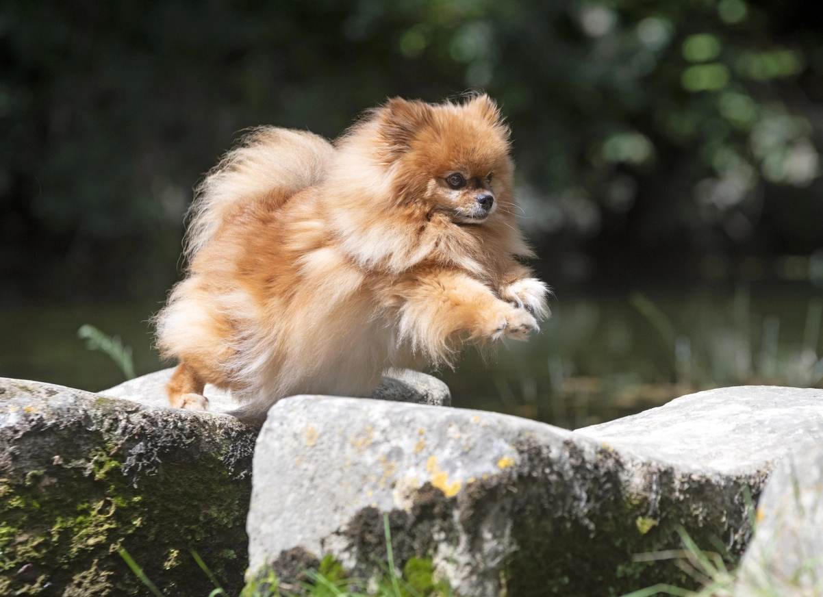 Spitz Poméranien